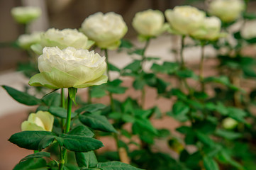 Selected focus group of white roses in garden