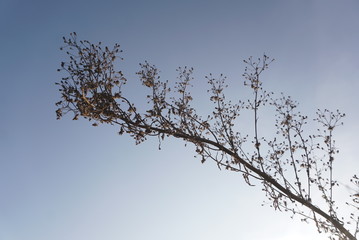 Dry plant with seeds on sky background