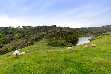 New Zealand © Piotr