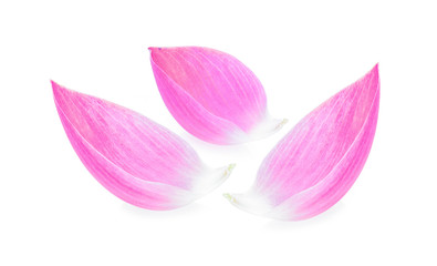 Lotus petal on white background