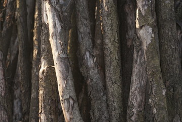 old tree trunks close up