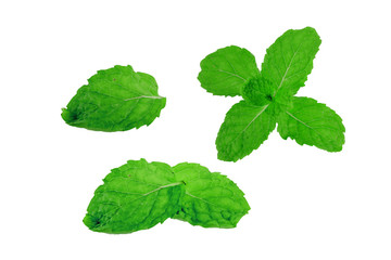Peppermint leaf isolated on a white background close-up.