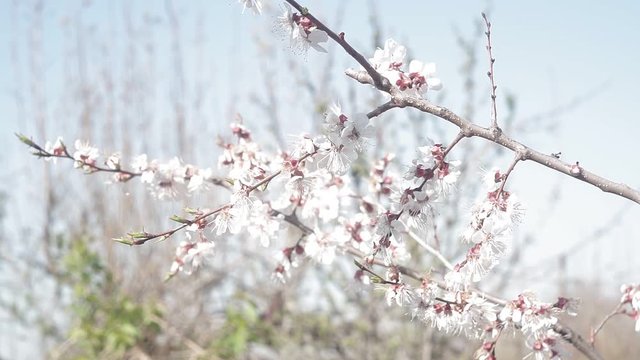 blooming apricot tree, branch with small white blossoms in early spring