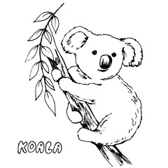Hand drawn black line art vector, koala animal sitting on a tree and branch on a white background isolated for use in design, greeting card, logo, doodle illustration