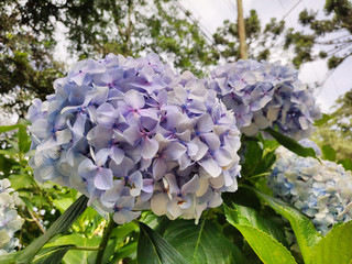 Obraz premium Natureza