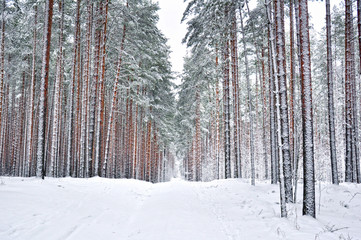 Fototapeta premium winter pine forest in the snow