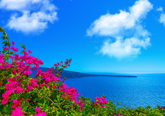 Blue Sea And Beautiful Flowers In Bodrum Turkey