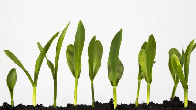 Time Lapse Macro Photography Showing Scientists Growing Maize Plants In The Laboratory.