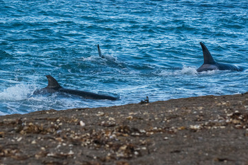 Naklejka premium Killer whale hunting on the paragonian coast, Patagonia, Argentina