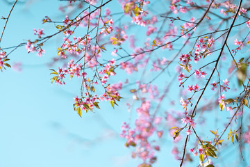 Spring nature,Bloom pink flowers and bright skies