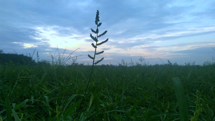 Obraz premium grass and blue sky