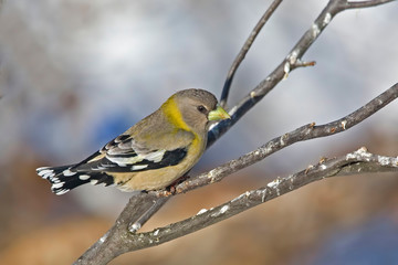 Fototapeta premium Female Evening Grosbeak, Coccothraustes vespertinus, in tree