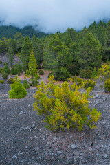 Canary Island pine forest, Llano del Jable, Island of La Palma, Canary Islands, Spain, Europe