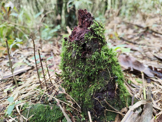 Natureza