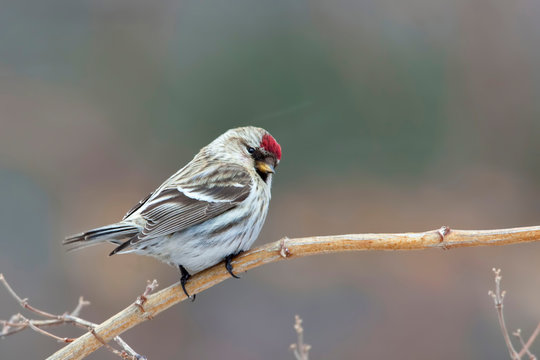 Hoary Redpoll, canthis hornemanni, perched