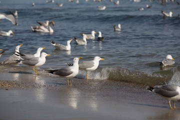 seagulls on the beach