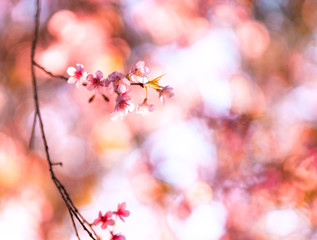 Spring nature,Bloom pink flowers and bright skies