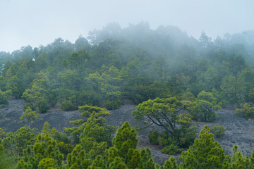 Fog and Canary Island pine forest, Llano del Jable, Island of La Palma, Canary Islands, Spain, Europe