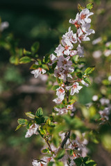 Apple blossom branch background with lovely pink color Selective focus macro shot with shallow DOF. Lit by bright sun light