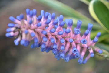 Flowers shaped like matches