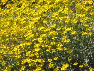 field of yellow flowers