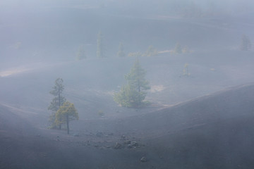 Fototapeta premium Fog and Canary Island pine forest, Llano del Jable, Island of La Palma, Canary Islands, Spain, Europe