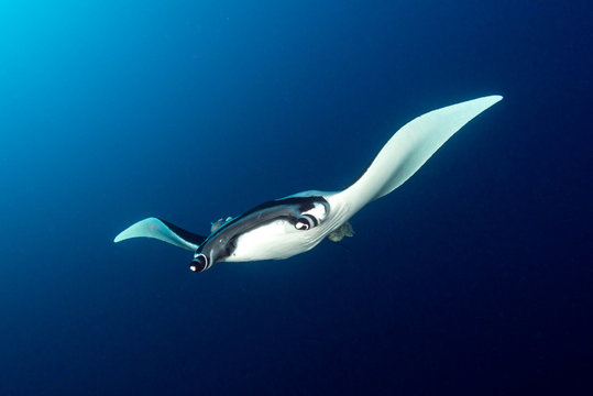 Giant Oceanic Manta Ray swimming underwater, San Benedicto, Revillagigedo Islands, Mexico
