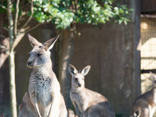 オオカンガルー