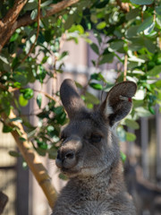 オオカンガルー