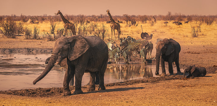 Elephants, zebra, giraffes and ostrich by a waterhole, Namibia