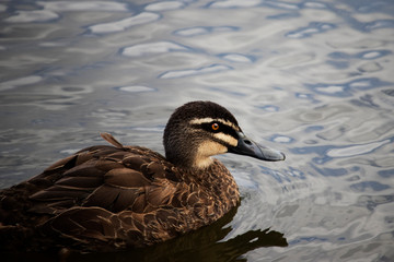 duck in water