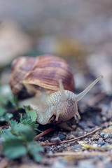 Closeup of a snail