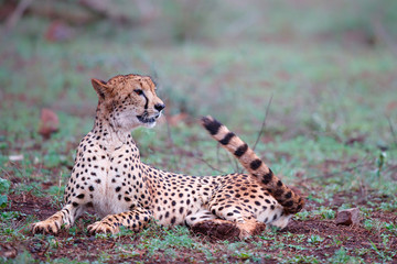 cheetah in Zimanga Game Reserve in South Africa