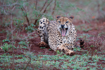 cheetah yawning in Zimanga Game Reserve in South Africa