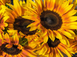 Burst of Sunflowers