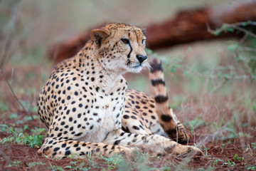 cheetah in Zimanga Game Reserve in South Africa