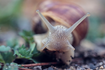 Closeup of a snail