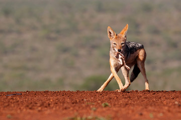 Black-backed jackal stealing a part from a carcass in Zimanga Game Reserve in South Africa - obrazy, fototapety, plakaty