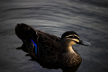 duck in the water