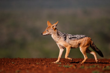 Fototapeta na wymiar Black-backed jackal stealing a part from a carcass in Zimanga Game Reserve in South Africa