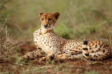 cheetah in Zimanga Game Reserve in South Africa