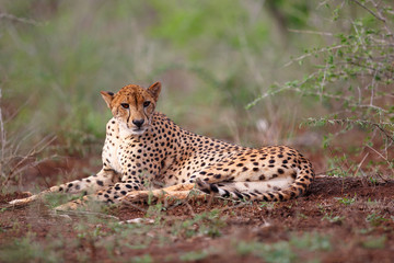 cheetah in Zimanga Game Reserve in South Africa