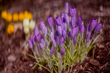 A clump of purple crocuses flowering in spring