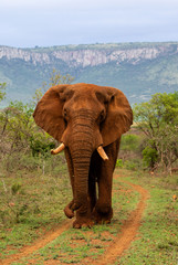 Naklejka na ściany i meble Elephant bull in Zimanga Game Reserve in South Africa