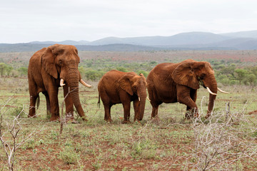 Fototapeta na wymiar Elephant family in Zimanga Game Reserve in South Africa