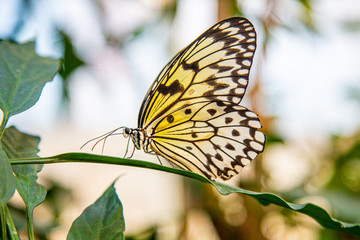 Yellow, white and black Ideopsis `Tree Nymph` butterfly