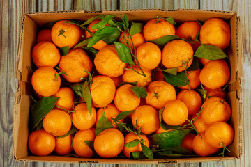 Ripe tangerines with green leaves in box.