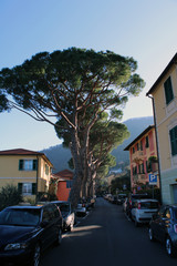 Viale alberato e auto parcheggiate a Ruta di Camogli