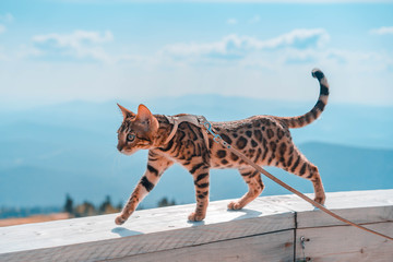 Fototapeta na wymiar Young bengal cat on a leash