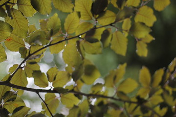Vegetation in an urban park